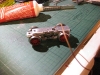 Umbau Fleischmann 1347 auf Märklin